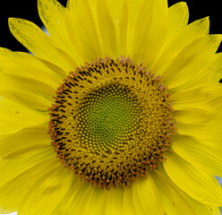 Naklejka premium close up of sunflower