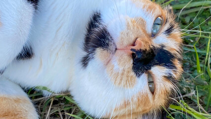 gato felino, olho, close