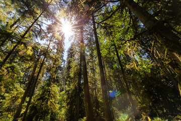 Fototapeta na wymiar Lush Green Rain Forest in Pacific Northwest. MacMillan Provincial Park, Vancouver Island, BC, Canada. Nature Background