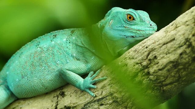 Female plumed basilisk (Basiliscus plumifrons) resting on a branch, close-up