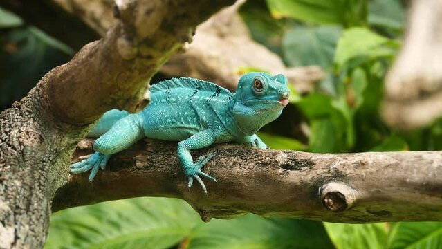 Female plumed basilisk (Basiliscus plumifrons) resting on a branch