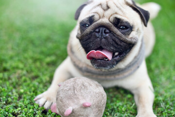 Obraz premium Lonely cute brown Pug lie down on green lawn