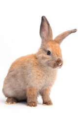 Cute little brown rabbit, fluffy, long ears, sitting on a white background. Pet concept. Herbivorous animals. small mammals