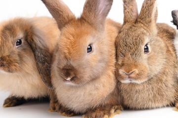 A group of cute little brown rabbits, furry, long ears, sitting on a white background. Pet concept. Herbivorous animals. small mammals