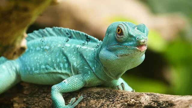 Female plumed basilisk (Basiliscus plumifrons) resting on a branch, close-up