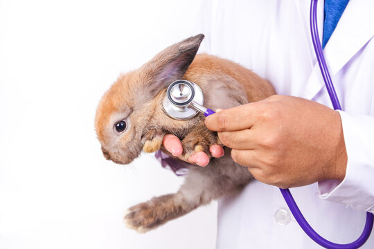 A veterinarian uses a stethoscope to check the health of the brown rabbit. Animal hospital concept. pet care clinic