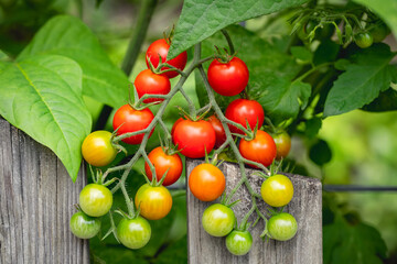 Clusters of cherry tomatoes ripening from green to red growing a a trellis in an organic home garden