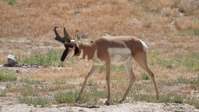Pronghorn Antelope stops walking in the Utah desert as it looks towards the camera.