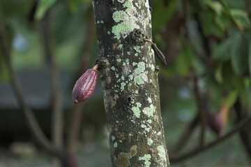 Cocoa pods or cocoa fruits on cocoa farm