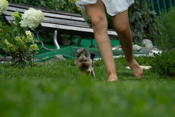 Girl playing with a Mini Yorkshire Terrier puppy, in the garden on the lawn