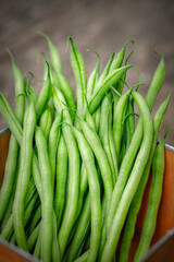 Organically homegrown French filet green beans, 'Maxibel' variety, in a quart container on a rustic vintage wooden background