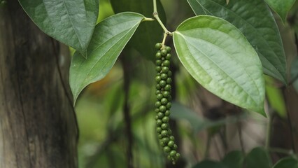 Black pepper (Piper nigrum) is a flowering vine in the family Piperaceae, cultivated for its fruit, known as a peppercorn, which is usually dried and used as a spice and seasoning.