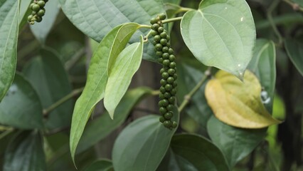 Black pepper (Piper nigrum) is a flowering vine in the family Piperaceae, cultivated for its fruit, known as a peppercorn, which is usually dried and used as a spice and seasoning.