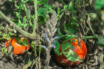 A plant is a parasite orobanche on tomatoes.