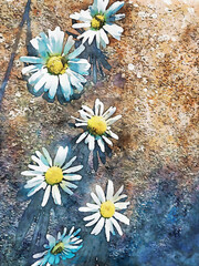 Picture of many white daisies on a brown background, watercolor floral art
