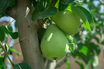 Ripe organic cultivar pears in the summer garden.