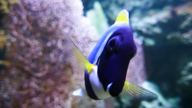 Powder blue tang (Acanthurus leucosternon), close-up