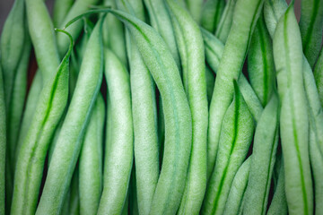 Close up of 'Maxibel' French filet green beans organically grown harvested from a home garden