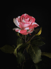 Mixed pink rose close-up on dark black background