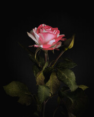 Mixed pink rose close-up on dark black background