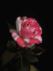 Mixed pink rose close-up on dark black background