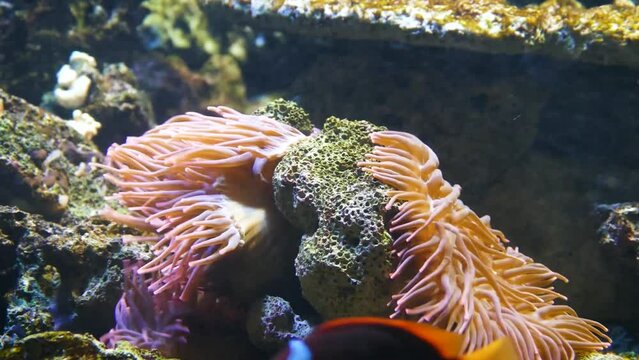 Long tentacle anemone (Macrodactyla doreensis) with cinnamon clownfish (Amphiprion melanopus)