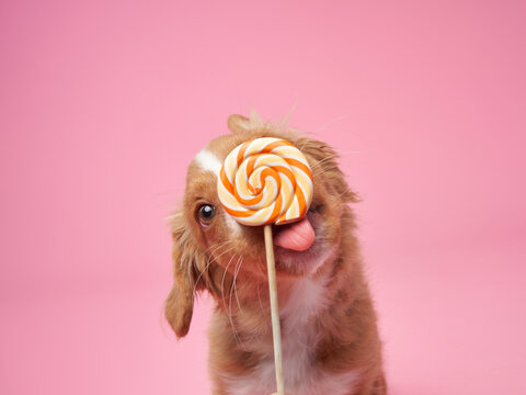 Nova Scotia duck retriever puppy licks candy on pink background. Charming Dog in the studio. funny toller stuck out his tongue