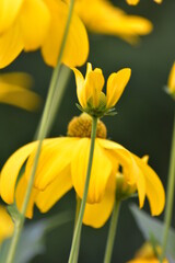 Obraz premium Blumen - Pflanzen - Natur - Grün - Garten 