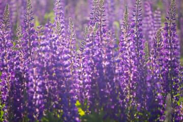 Fototapeta premium Violet lavender field