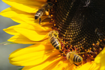 Honey bees collect nectar