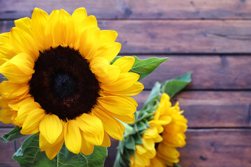 Girasole isolato su fondo di legno. Direttamente sopra. Copia spazio.