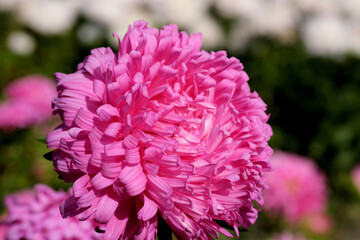 Close-up garden aster blooms