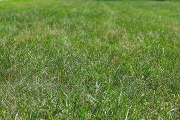 Green plant background