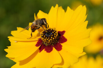 Drone bee on a yellow summer flower