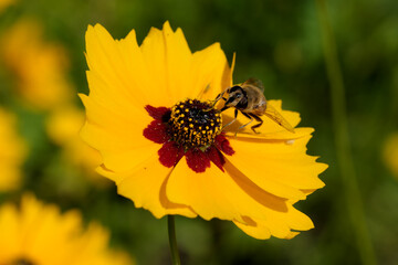 Drone bee on a yellow summer flower