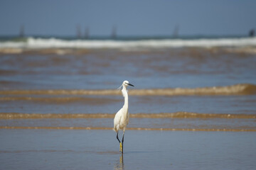 The little egret (Egretta garzetta) on the shores of the Mediterranean Sea