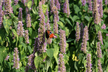Varietal cultivated sage