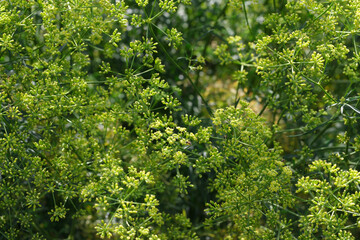 Green plant background