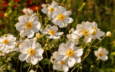 Herbstanemone (Anemone japonica-hybride 'pamina')
