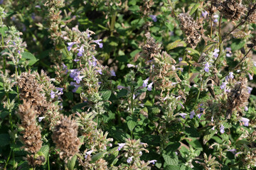Varietal cultivated sage