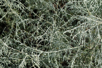 Green plant background