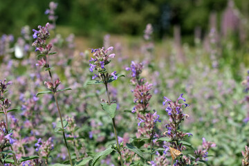 Varietal cultivated sage