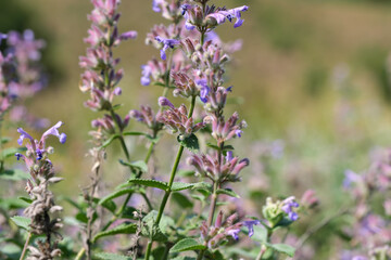 Varietal cultivated sage