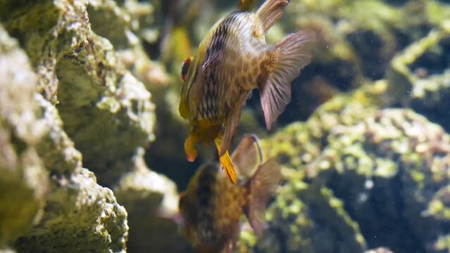 Pajama cardinalfish (Sphaeramia nematoptera) on a reef