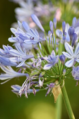 Blumen - Pflanzen - Natur - Grün - Garten 