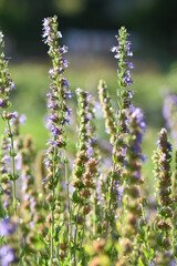Blumen - Pflanzen - Natur - Grün - Garten 