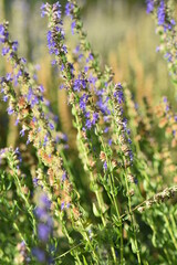 Blumen - Pflanzen - Natur - Grün - Rosen