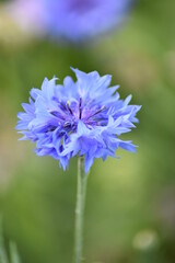 Blumen - Pflanzen - Natur - Grün - Rosen