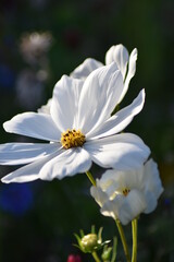 Blumen - Pflanzen - Natur - Grün - Rosen