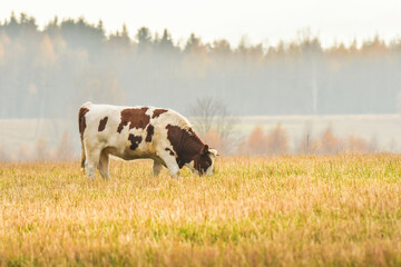 A brown and white dairy cow grazes in a meadow near the forest in the late afternoon.